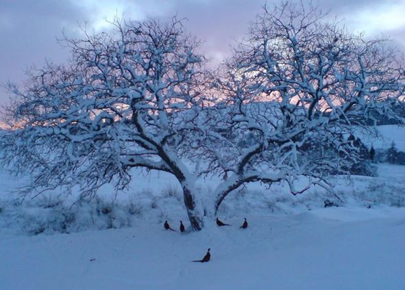 snow, pheasants, evening light