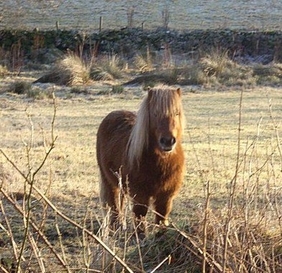 shetland pony, stanley howe