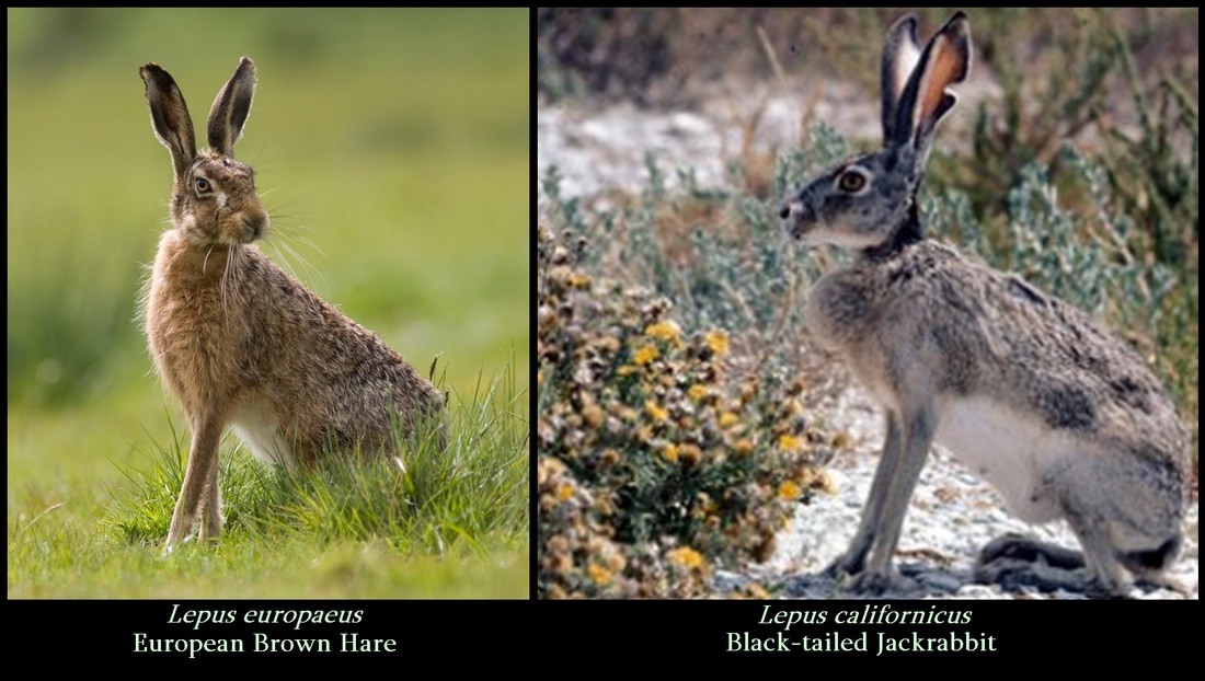 hare, jackrabbit, Lepus