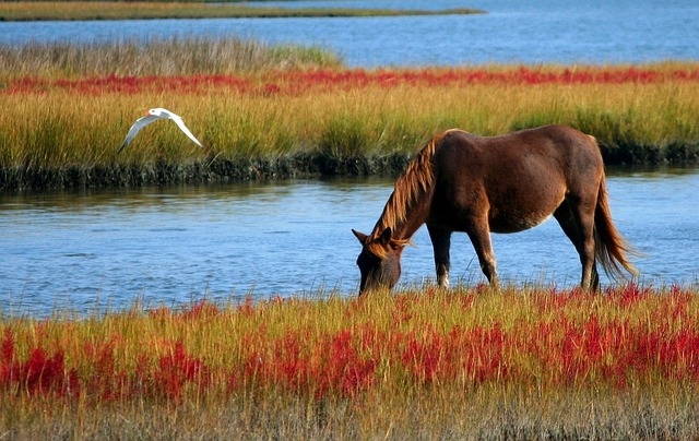 horse grazing by water