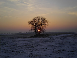 elder tree winter sun