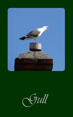 gull, chimney pot, oracle card