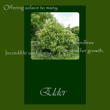 elder tree oracle card